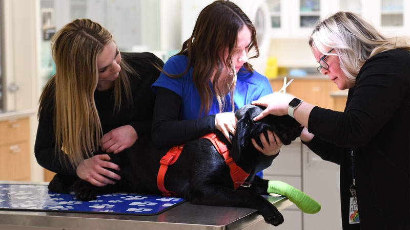 High School Students and Vet Tech instructor working on a black dog